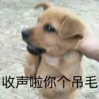 收声啦，你个吊毛（收声啦，你个吊毛）
