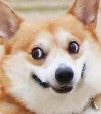狗狗吃惊（狗狗吃惊）