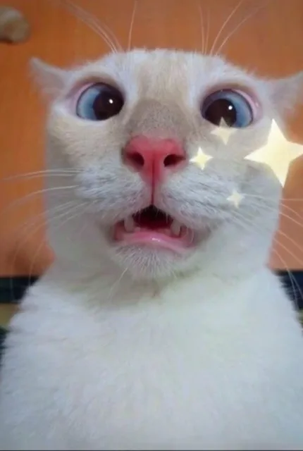 吃惊猫（吃惊猫）