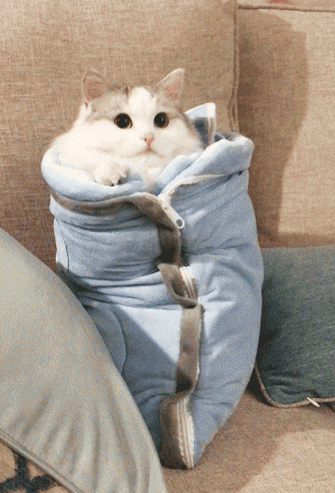 小猫空衣服（小猫空衣服）