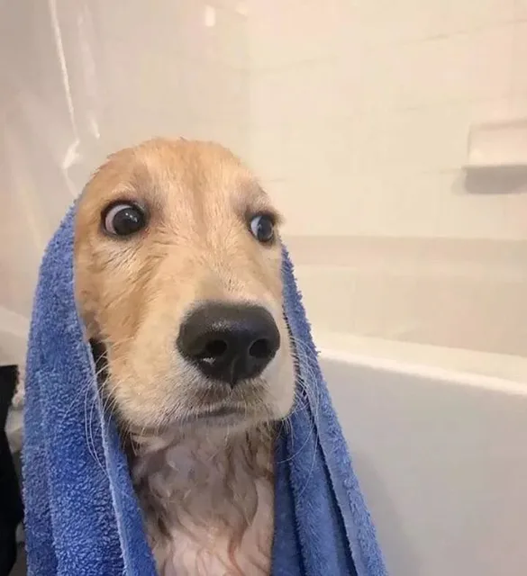 狗狗（狗狗）
