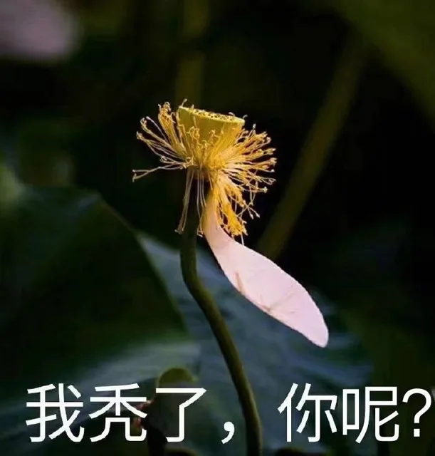 我秃了，你呢（我秃了，你呢）