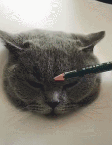 画猫（画猫）