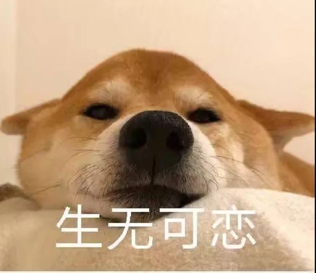 生无可恋（狗狗）（生无可恋（狗狗））