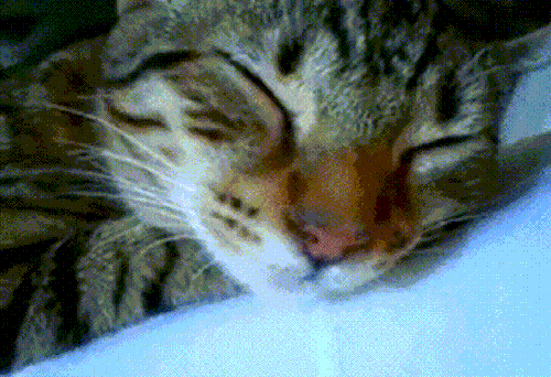 小猫睡了（小猫睡了）