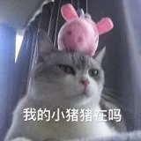 我的小猪猪在吗（我的小猪猪在吗）