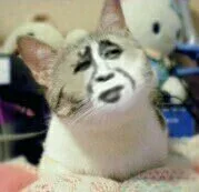 金馆长小猫无语了（金馆长小猫无语了）