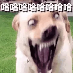 哈哈哈恰哈哈哈哈（哈哈哈恰哈哈哈哈）