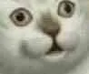 火箭猫（火箭猫）