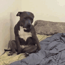 狗狗睡了（狗狗睡了）