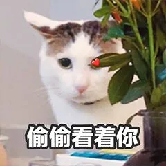 偷偷看着你（偷偷看着你）