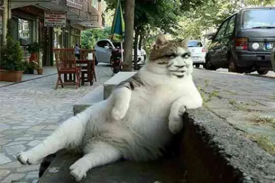 我胖怎么了？（小猫）（我胖怎么了？（小猫））