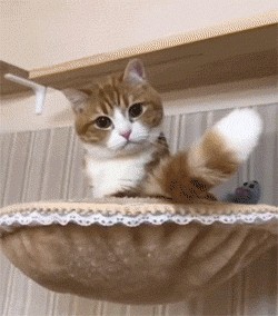 小猫尾巴招手（小猫尾巴招手）