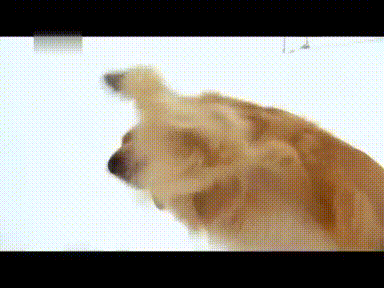黄毛狗摸脸后看到人冒出一个奇怪的笑（黄毛狗摸脸后看到人冒出一个奇怪的笑）