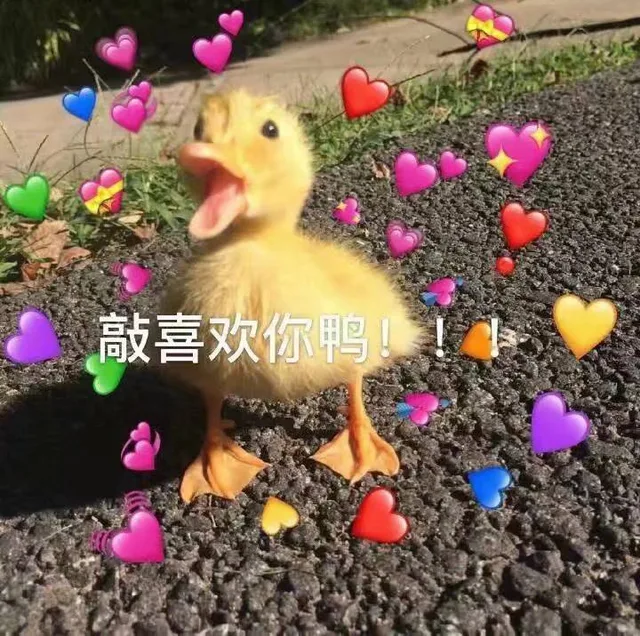 敲喜双你（敲喜双你）