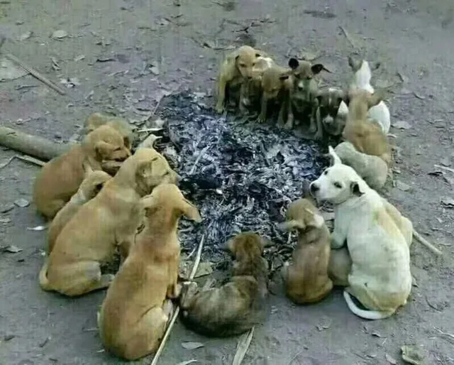 单身狗抱团取暖（单身狗抱团取暖）