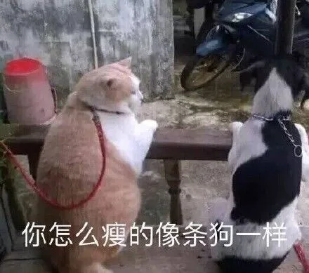 你怎么瘦的像条狗一样（你怎么瘦的像条狗一样）