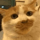 小猫困了（小猫困了）