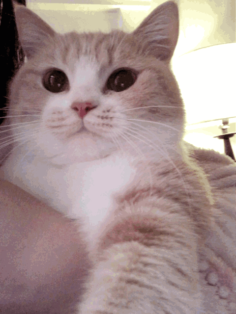 小猫（小猫）