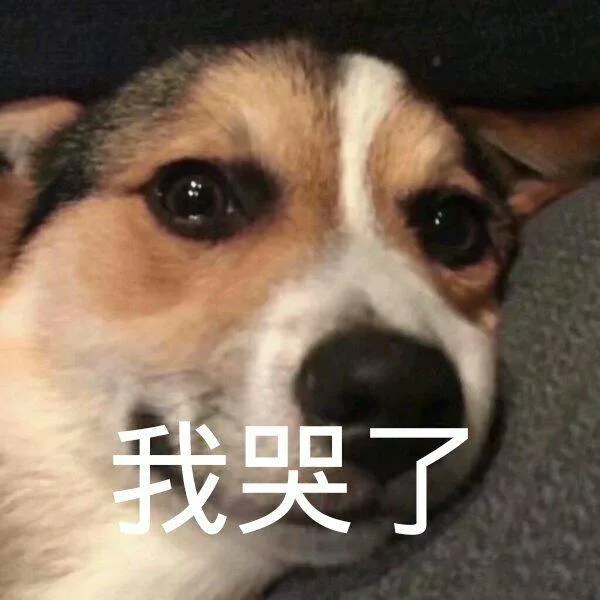 我哭了（狗狗）（我哭了（狗狗））