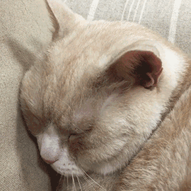 小猫困了（小猫困了）