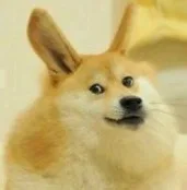 长耳朵狗狗（长耳朵狗狗）