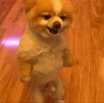 狗狗站起来了（狗狗站起来了）