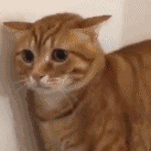 害怕小猫（害怕小猫）