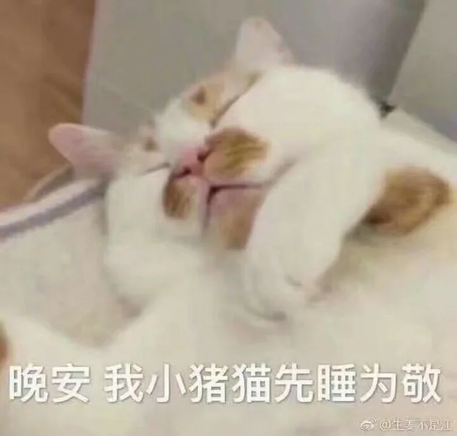 晚安我小猪猫先睡为敬（晚安我小猪猫先睡为敬）