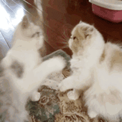 猫猫打架（猫猫打架）