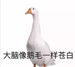大脑像鹅毛一样苍白（大脑像鹅毛一样苍白）