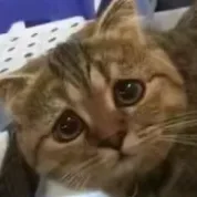 小猫哭了哟（小猫哭了哟）