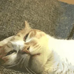 要死了（要死了）