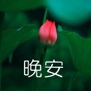 晚安（晚安）