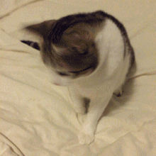 小猫抬头表情！（小猫抬头表情！）