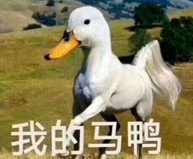 我的马鸭（我的马鸭）