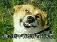歪脖子狗：我的脑子有点转不过来了（歪脖子狗：我的脑子有点转不过来了）