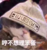 哼，不想理笨蛋（哼，不想理笨蛋）