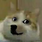 doge（doge）