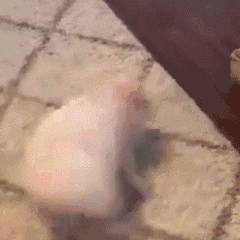 猪猪旋转（猪猪旋转）