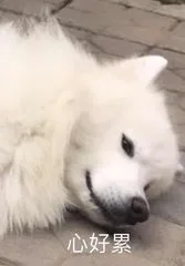 心好累（心好累）