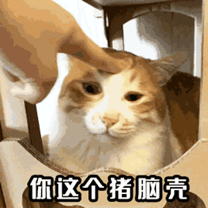 你这个猪脑壳（你这个猪脑壳）