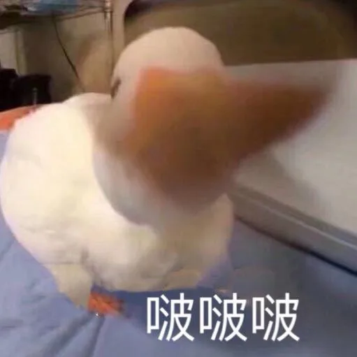 波啵啵（波啵啵）