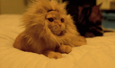 小猫狮子！（小猫狮子！）