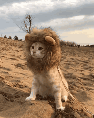 狮子小猫（狮子小猫）