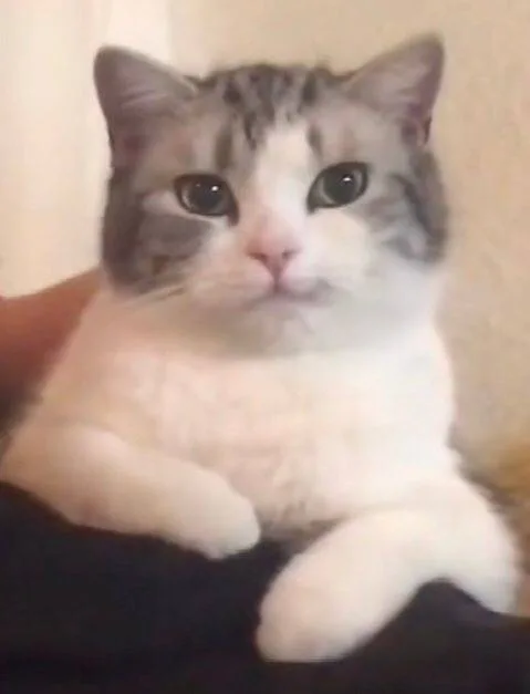 小猫（小猫）