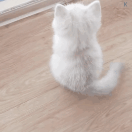 小猫摇尾巴（小猫摇尾巴）