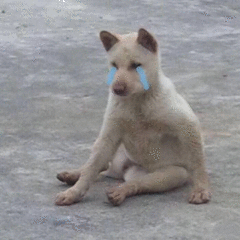 小狗哭了（小狗哭了）