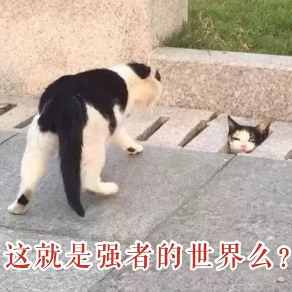 这就是强者的世界么？（这就是强者的世界么？）