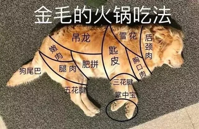 金毛的火锅吃法（金毛的火锅吃法）